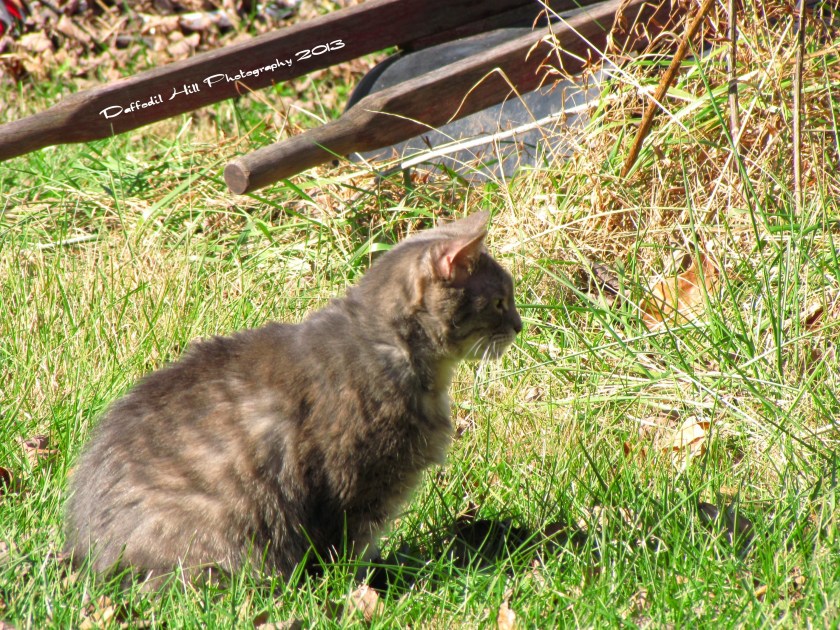 Butterfly waiting and watching.
