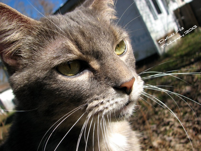 Butterfly is making sure I line the shot up right, or maybe she jumped up on the tree branch I was about to take a picture of.....