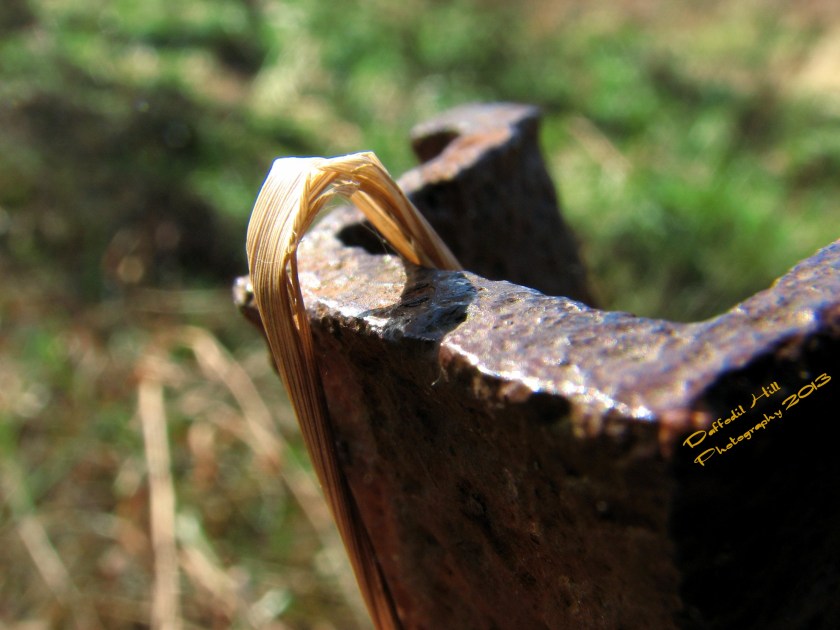 A metal fence post painted by time in rust and adorned with dead vegetation.
