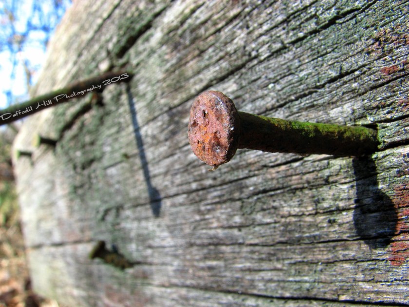 Nails in my old bard: Weather worn yet still hanging in there....barley.