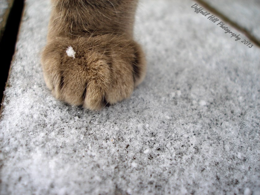 Lovely paw of love.