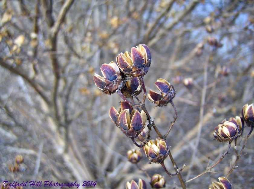 I took this with a HP Photosmart 5 megapixel camera.