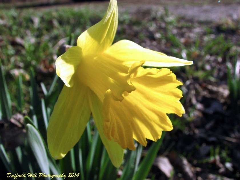 I used a new-to-me Canon PowerShot SD300 on this capture. It is going to be The Bride's camera as soon as I get a case for it.