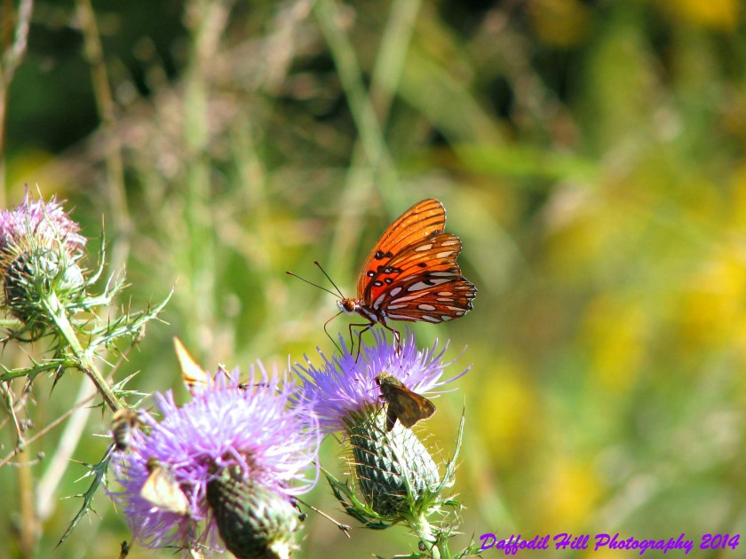 I took this with my Canon Powershot S3is several years back.