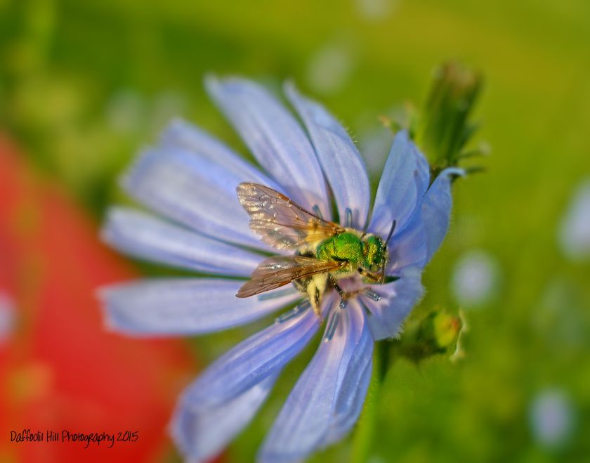 Click on picture to enlarge and see the coolest sweat bee may be ever.