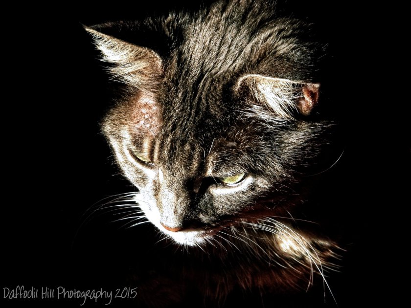 IMG_0050 (2) copy copy