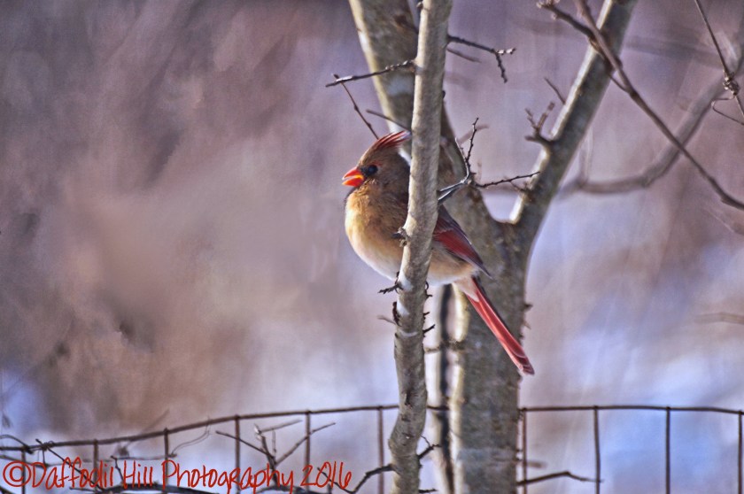 DSC07171 copy - Copy - Copy copy