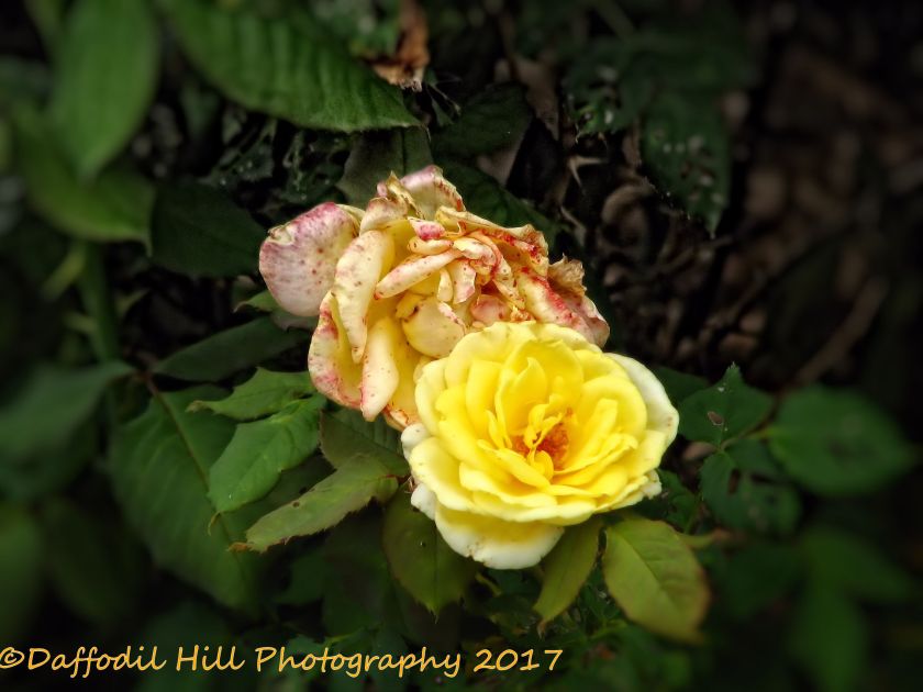 2012 06 04_4339 copy