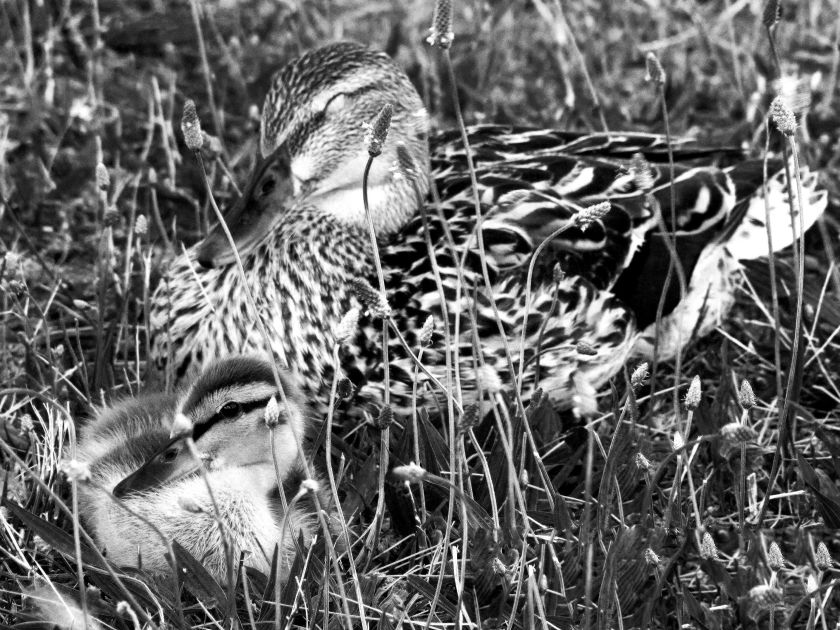 IMG_7176 copy1.jpg11